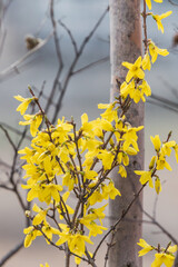 Yellow forsythia signals the beginning of spring. Forsythia koreana