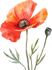 Poppy flower watercolor isolate illustration vector.