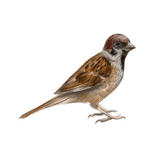 Sparrow illustration. Hand drawn drawing of a bird. Bird isolated on white background.