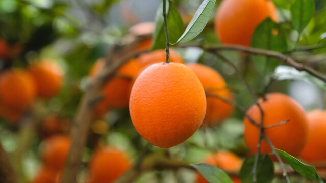 Orange in the middle of the tree garden professional photography, China, Jan 2024