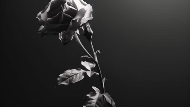 A minimalistic black and white image of a single rose with drooping petals conveying the melancholic tone of this emotional indie album.