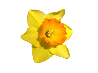Daffodil flower isolated on white. Narcissus pseudonarcissus