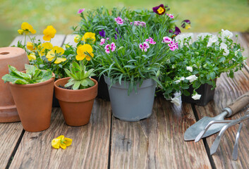 Fototapeta na wymiar pretty and colorful spring flowers on a wooden table with gardening toolse in a garden