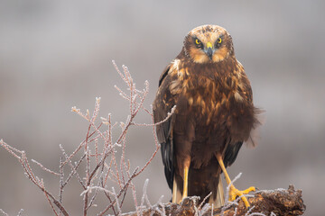 Beautiful close-up portrait of a marsh harrier on a log and with vegetation around it looking...