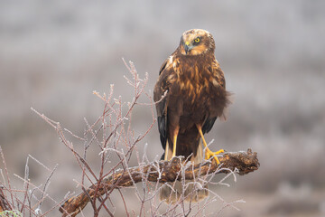 Beautiful close-up portrait of a marsh harrier on a log and with vegetation around it looking to the left on a day of dense fog in search of prey in Spain, Europe