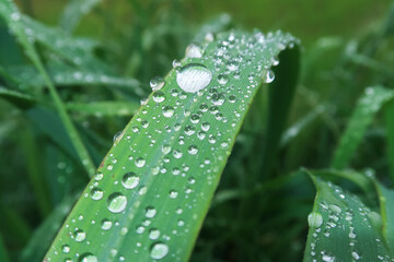 Drops laid grass rain raining close up vision detail