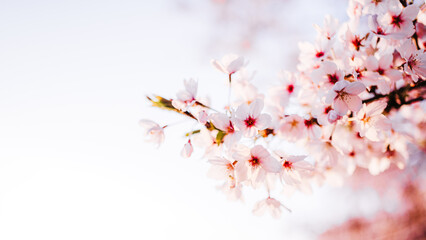 Spring banner, branches of blossoming cherry against background - 768572755