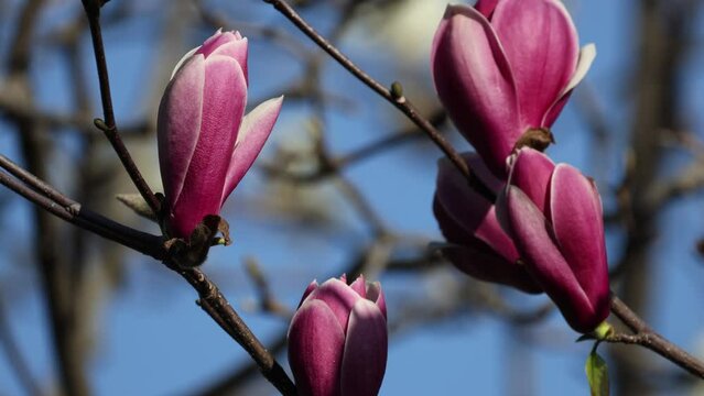 風で揺れる咲き掛けの赤紫色のシモクレンの花