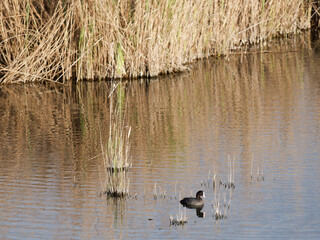 detail of Eurasian coot on the lake in italy
