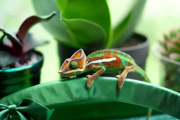 Foto op Canvas chameleon on a green metallic headband with a bow © studioworkstock