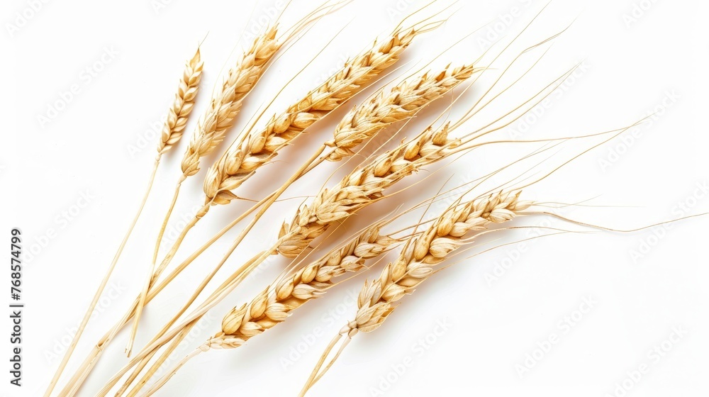 Poster a white background is used to display wheat ears