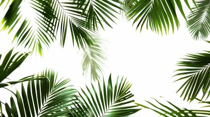 Isolated white palm leaves
