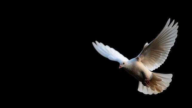 Symbol of love, peace or messenger. Flying white dove on dark background.