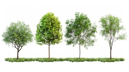An isolated white background showing four trees - obrazy, fototapety, plakaty