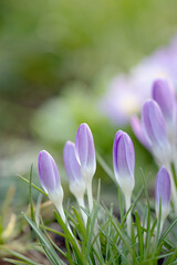 spring crocus flowers purple 