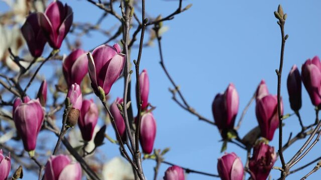 風で揺れる咲き掛けの赤紫色のシモクレンの花