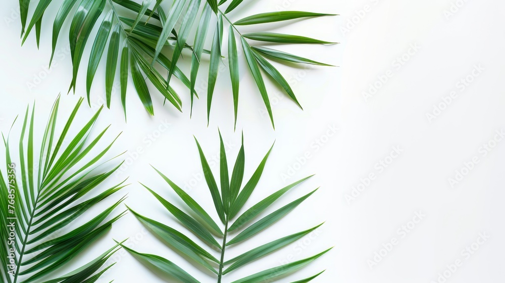 Poster a flat lay of a green palm leaf branch on a white background. top view.