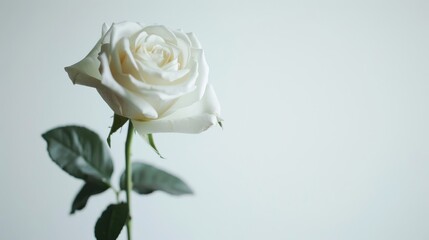 An isolated white rose on a white background