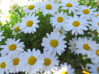 きれいな白い花