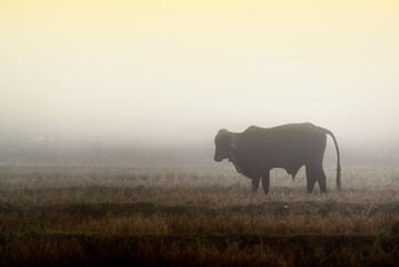 Bull in the fog farmland on the field in the morning sunlight