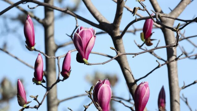 風で揺れる咲き掛けの赤紫色のシモクレンの花