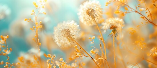 A group of dandelions releasing their seeds in the air, creating a dreamy and whimsical scene. The fluffy white parachutes gently floating away against a soft background.