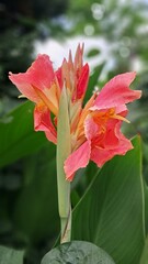 red and yellow flower