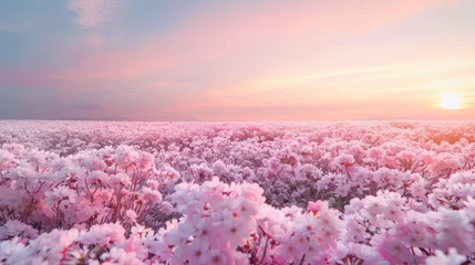 Fotobehang A serene landscape of vibrant pink blooms basking under a soft-hued sunset sky, exuding tranquility © road to millionaire