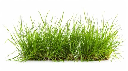 White background with isolated grass.