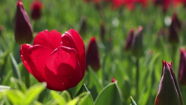 Swaying red tulip in focus in the tulip bed. Spring blossom concept video.
