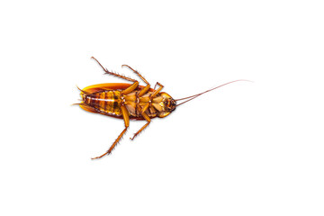 Dead cockroach isolated on transparent background, Top view