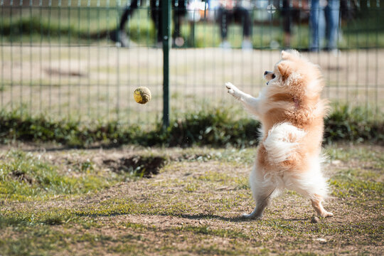 pomeranian puppy playing with ball
