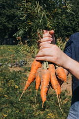 A bunch of fresh carrots in men's hands in a vegetable garden. Growing vegetables. Front view