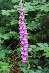 foxglove