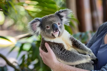 Keuken spatwand met foto tourist holding a koala in an australian animal park © studioworkstock
