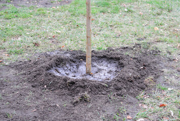 Tree planting hole watering. A close-up of a planted tree in a planting hole after watering.