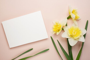 Postcard mock up template for design. Border from daffodils on a pastel background. Flat lay, top view. Place for text.