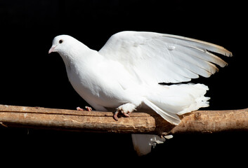White dove isolated black background - 768590732