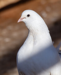 Portrait of a white dove on a farm - 768590742