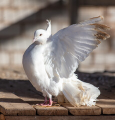 Portrait of a white dove on a farm - 768590780