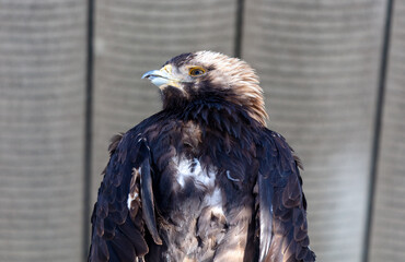 Portrait of an eagle in the zoo - 768590953