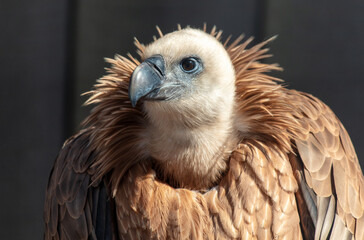 Portrait of a vulture at the zoo