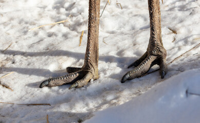 Ostrich paws on white snow. Close-up