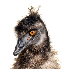 Emu portrait isolated on white background - 768591128