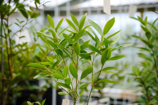 small sandalwood tree in greenhouse with tag