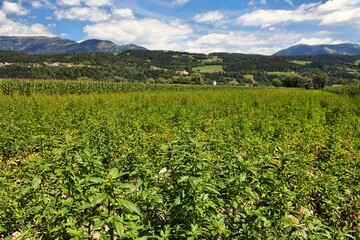 Fototapety na wymiar - Fototapeta24.pl