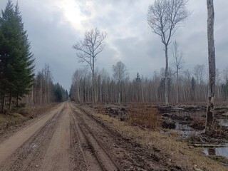 Road in forest in Siauliai county during cloudy early spring day. Oak and birch tree woodland. cloudy day with white clouds in blue sky. Bushes are growing in woods. Sandy road. Nature. Miskas.	 - obrazy, fototapety, plakaty