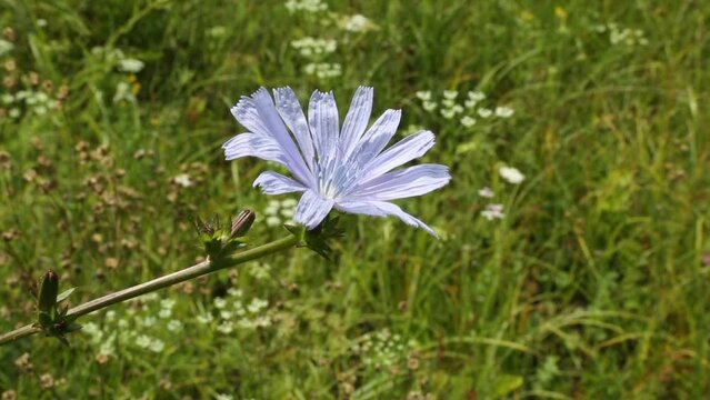 Medicinal plant chicory, Cichorium L.
Chicory grows like weeds on the roadside. Used in alternative medicine.

