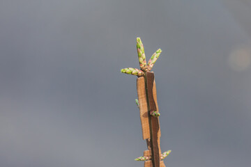 Fototapeta premium Sprout of the Burning bush spindletree. winged spindle, winged euonymus, burning bush, Euonymus alatus