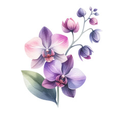 Fototapeta na wymiar Watercolor orchid clipart featuring exotic blooms in purple and pink hues. orchid illustration png clip art. stationary wedding bridal home decor.